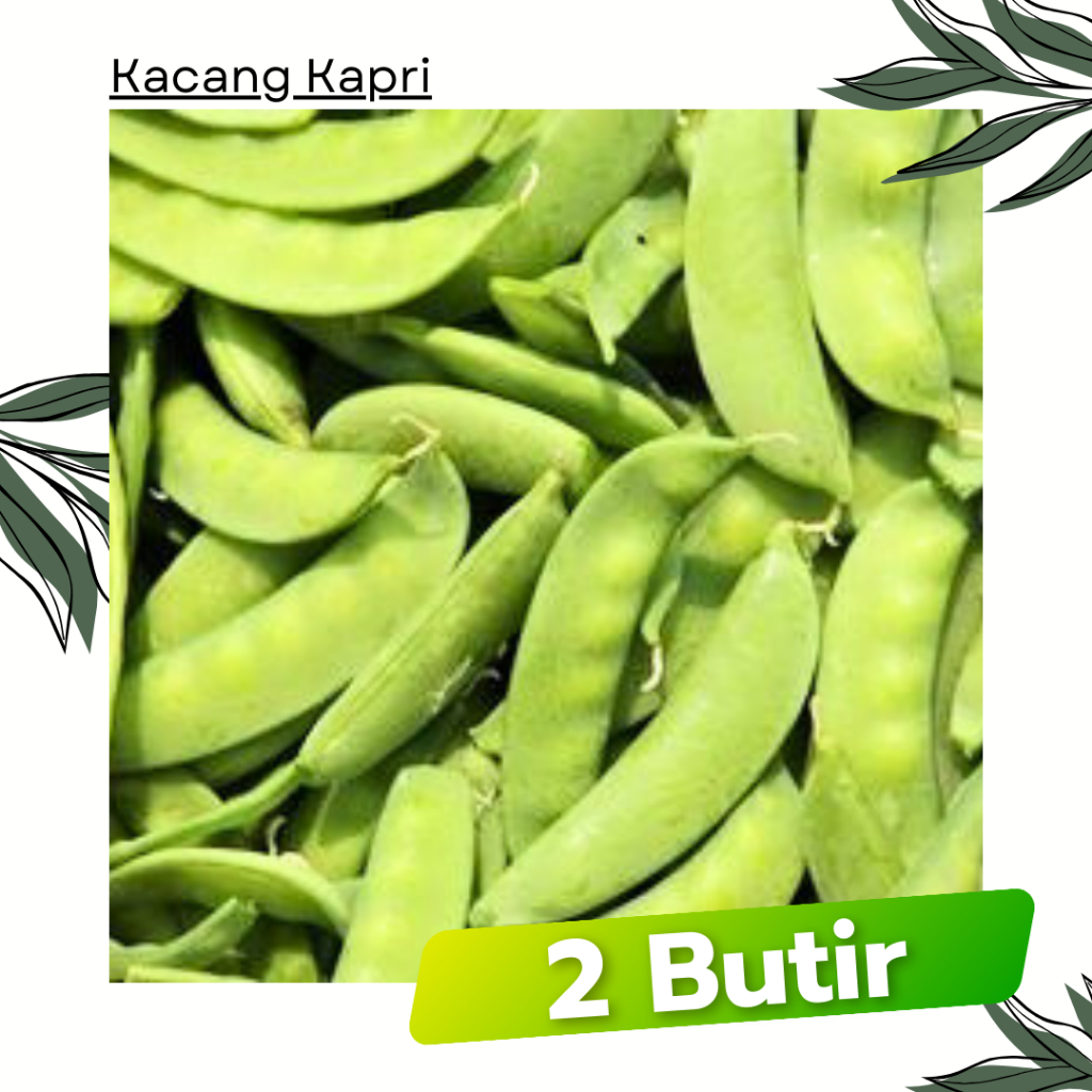 2 Butir - Kacang Kapri TAICHUNG Polong Known You Seed Bibit Sayuran Tanaman