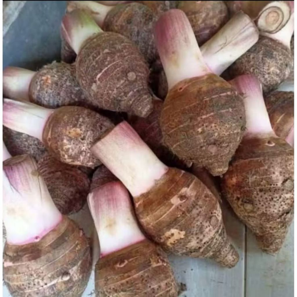 Umbi talas Pratama 3/talas ungu/talas Bogor, 1kg