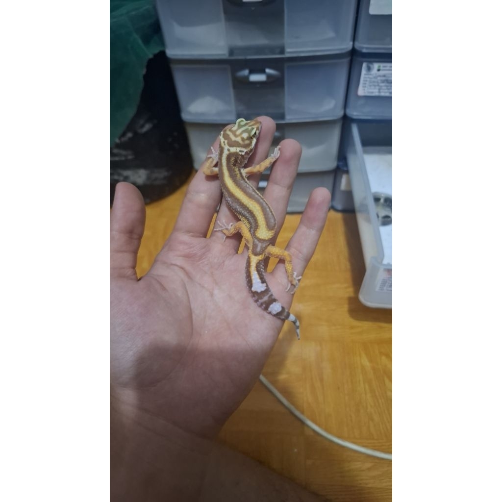 Leopard Gecko Male - Tremper Bold Stripe - Usia Juve Sehat Mulus Imut