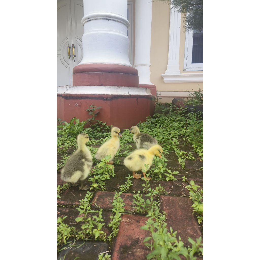 Anakan Angsa/Soang Jumbo