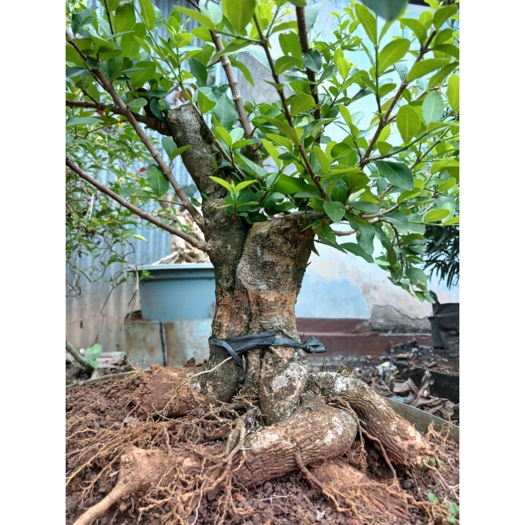 bahan bonsai sianci barbados  bagus ukuran besar