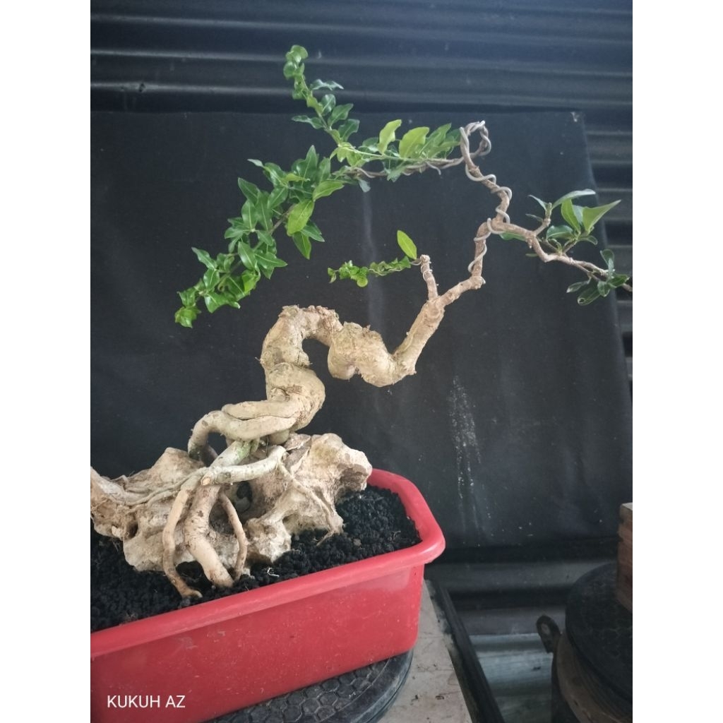 bahan bonsai sianci kecut extrem OTR