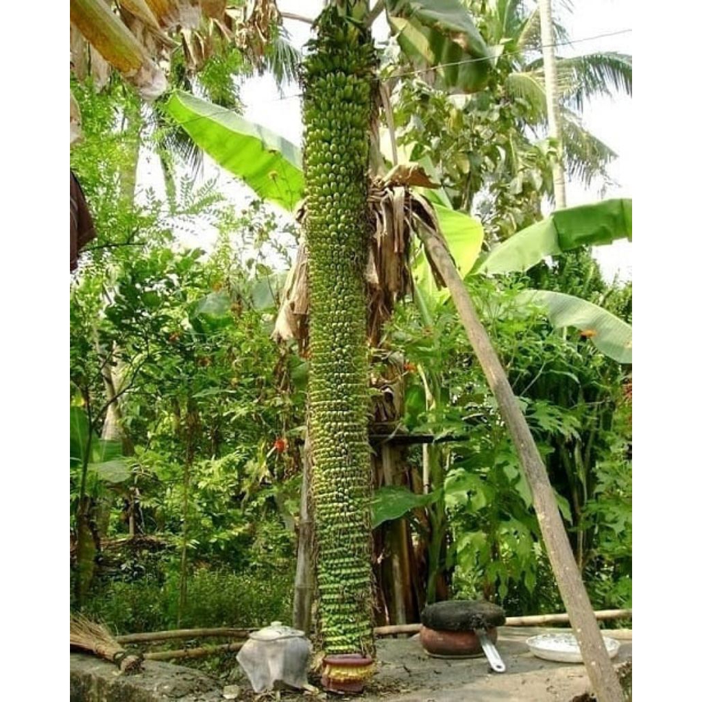 Bibit pisang raja seribu (musa chiliocarpa) kualitas pilihan terbaik(originall)
