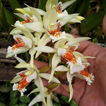 [ DEWASA ] Coelogyne asperata – Anggrek Mutiara Eksotis dari Kalimantan, Siap Berbunga