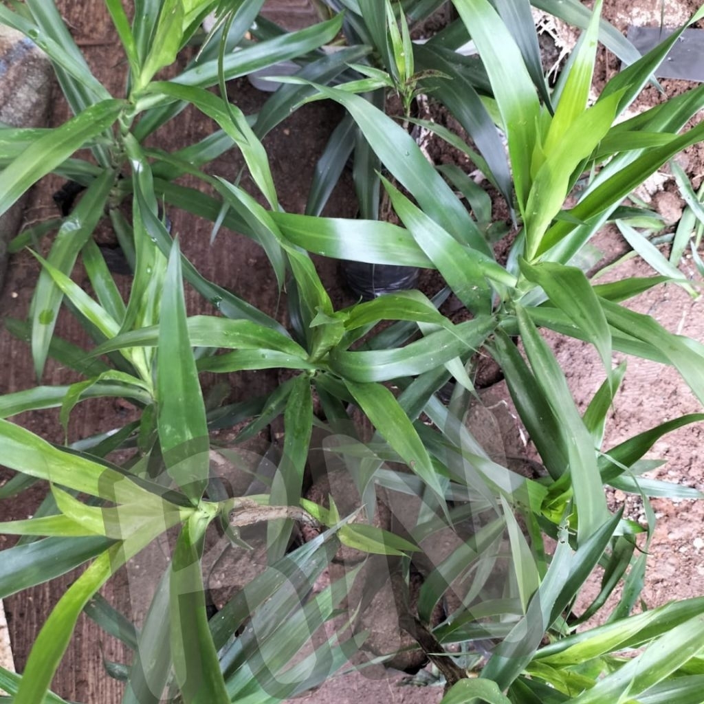 BIBIT DAUN SUJI pewarna alami makanan