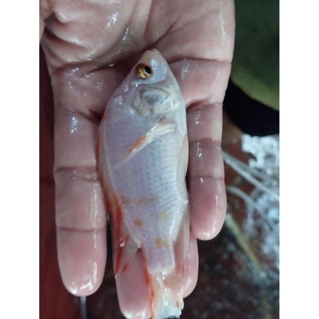 bibit ikan nila merah ukuran 2 jari