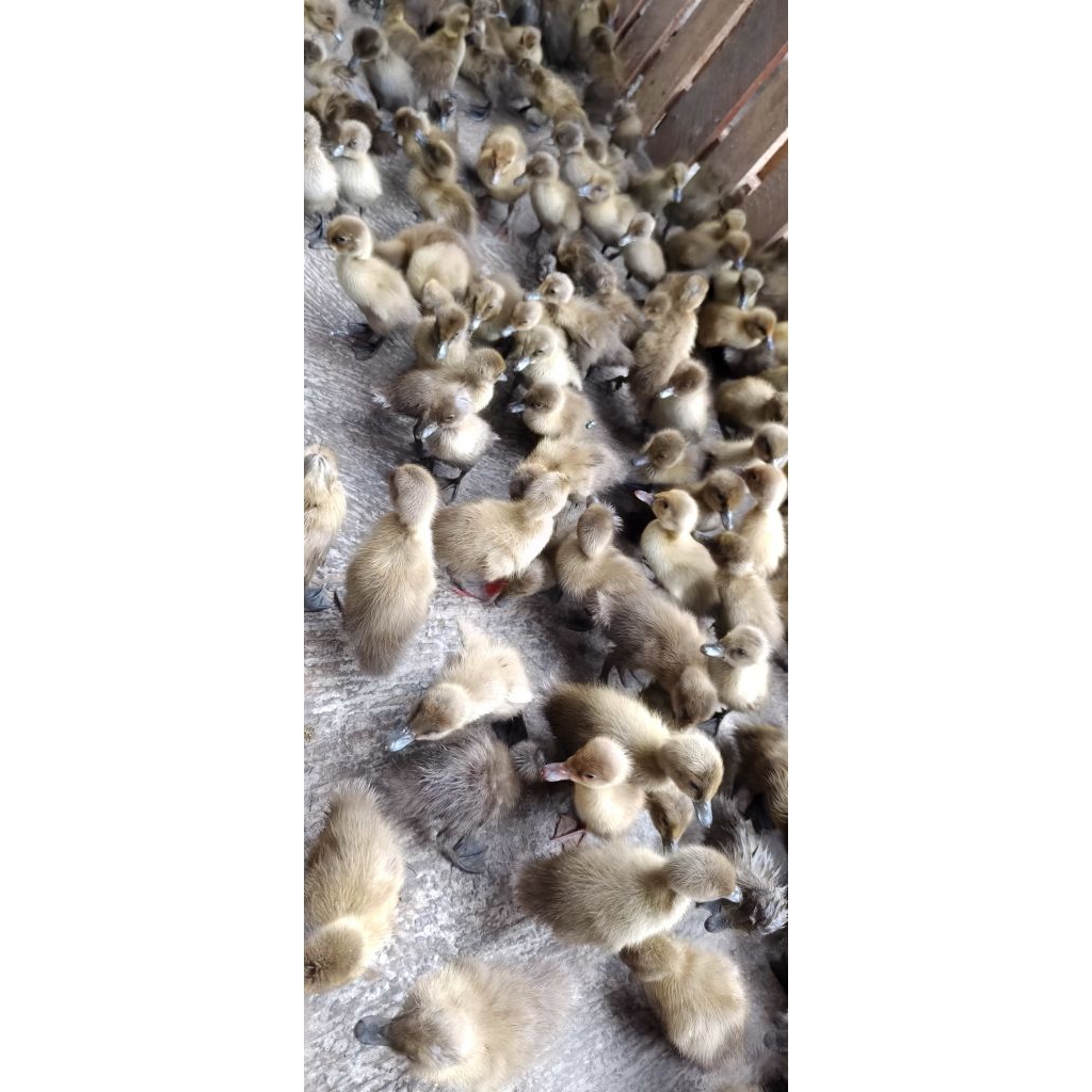 (ECERAN) DOD BEBEK PETELUR MOJOSARI | ITIK PETELUR | BEBEK COKELAT | ITIK COKELAT