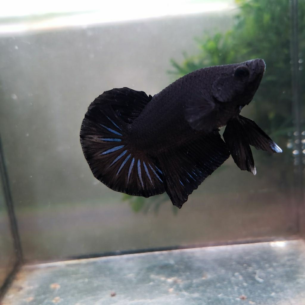 Ikan Cupang Hias HMPK Black / Black Orchid Size junior Size junior