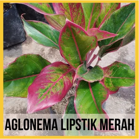(KTM) Tanaman Aglonema Lipstik Merah Bunga Aglonema Merah Bunga Hias Hidup