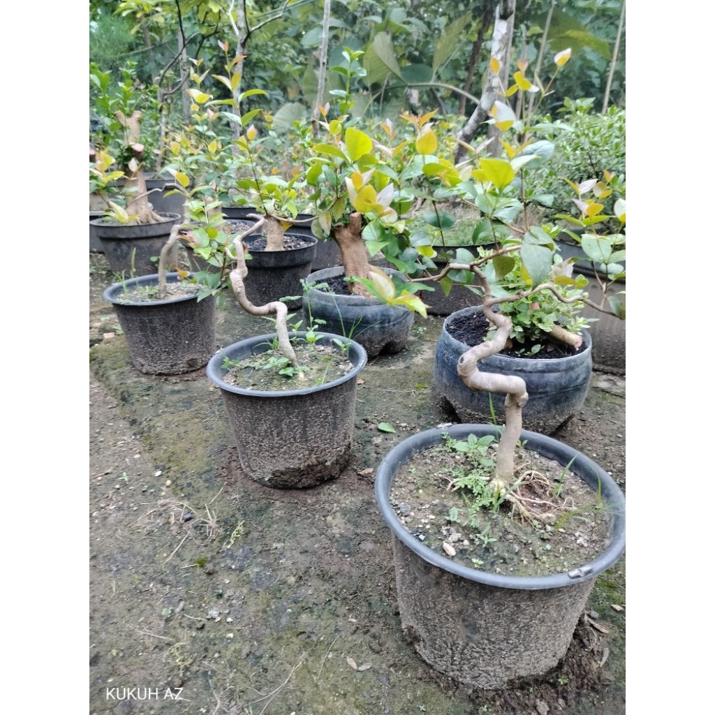 bibitan bonsai dewan Ndaru