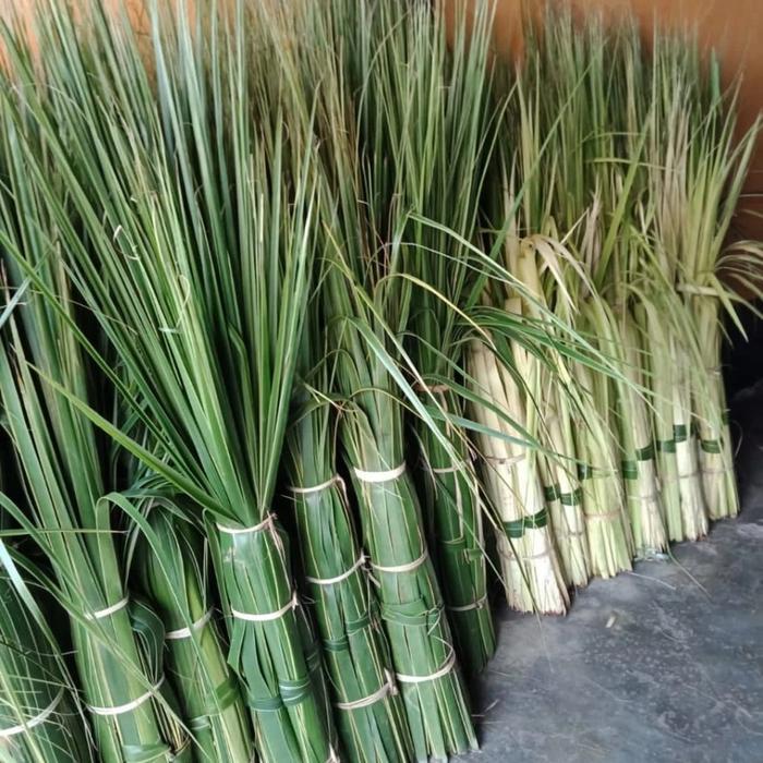 Daun kelapa Daun ketupat daun janur kulit ketupat Daun Kelapa Daun Ketupat Daun Janur Kulit Ketupat 