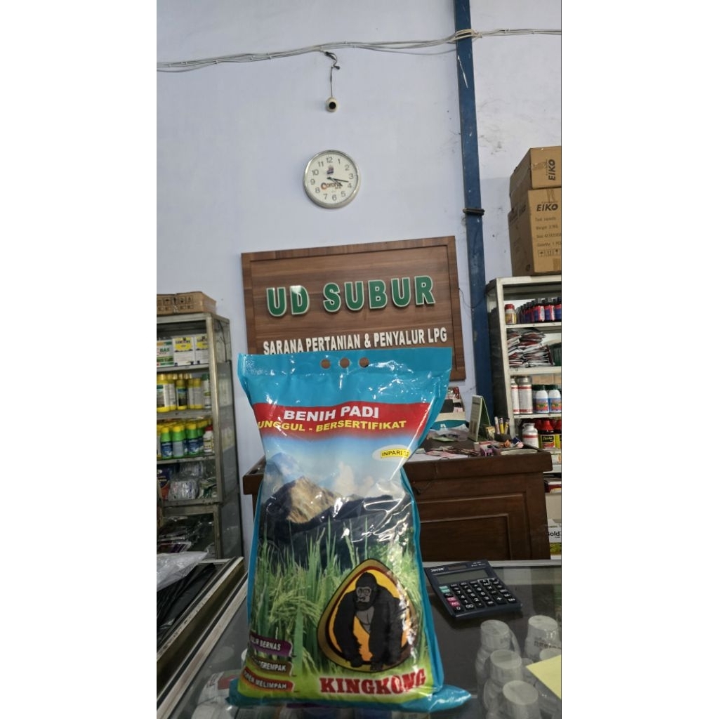BENIH PADI KINGKONG INPARI 32 (Berat bersih: 5kg)