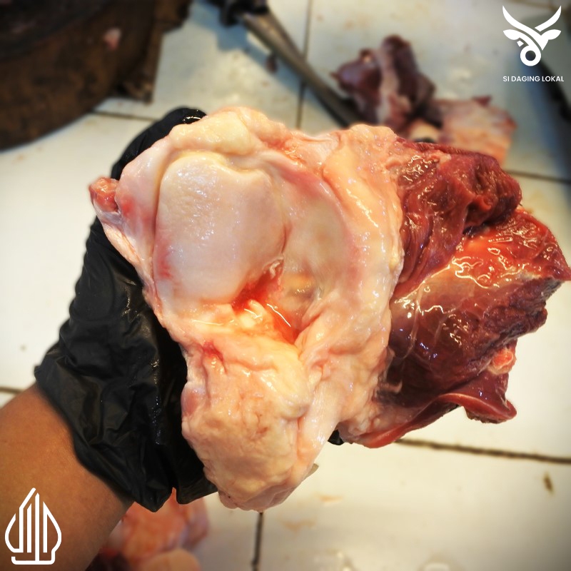 Urat sapi patella bone / ceklok / urat dengkul sapi - 1 kg