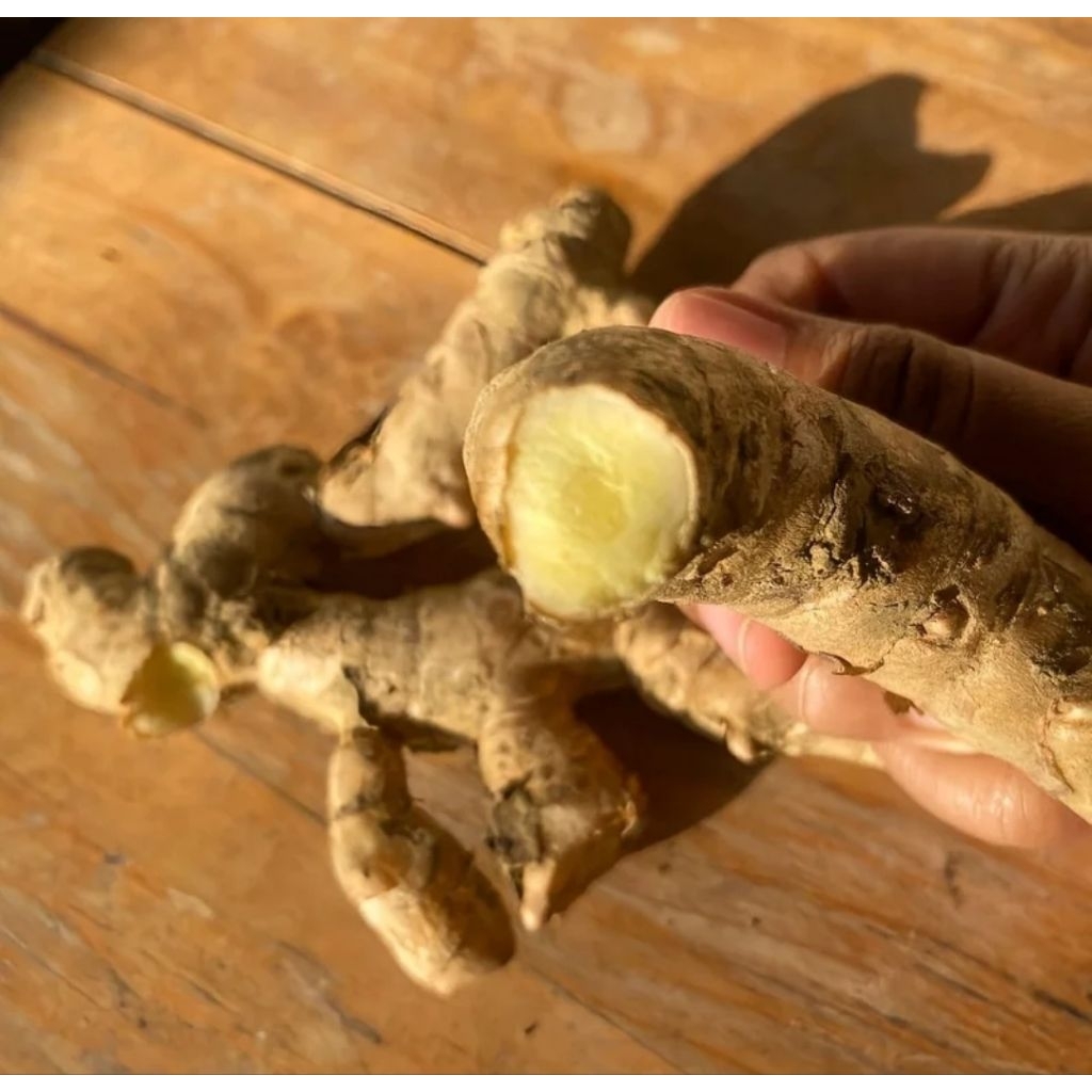 kunyit putih rimpang asli