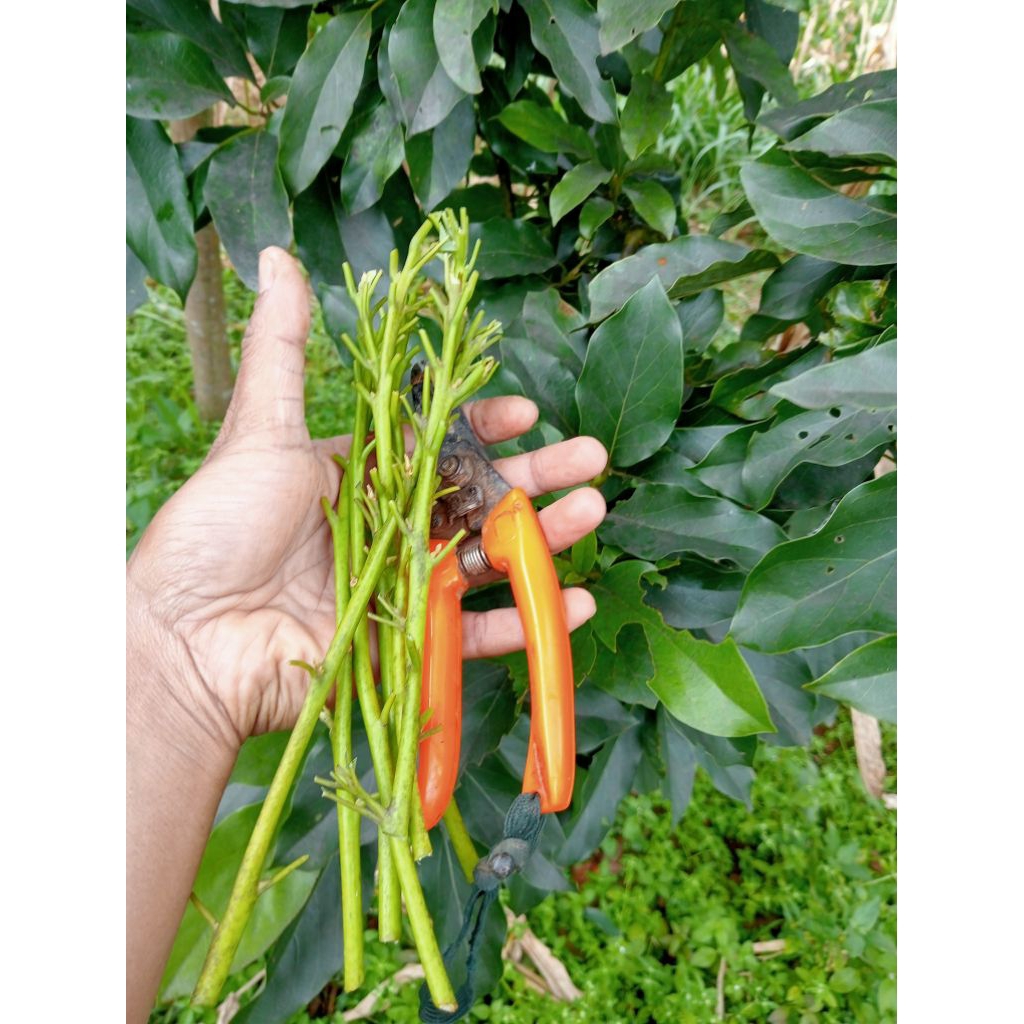 entres alpukat siger 15-20cm valid. harga per batang