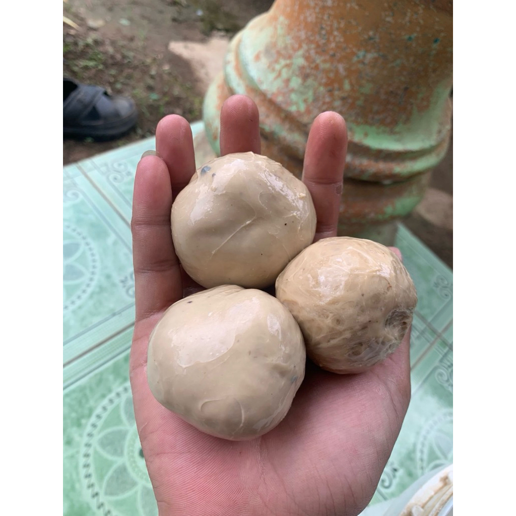 pulut burung getah tarap/bendo asli
