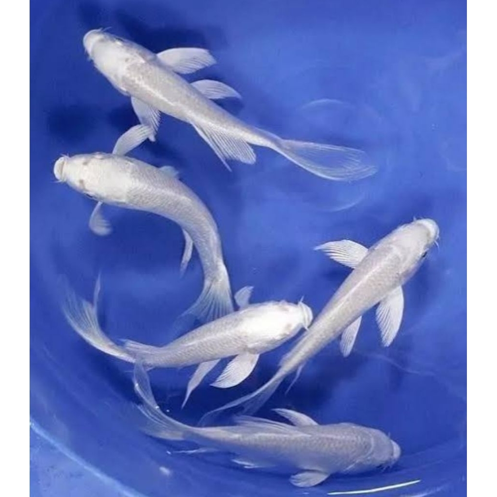 Hiasan Aquarium Koi Platinum Slayer Size 10 cm Hiasan Akuarium |Ikan Hias Bozz Louhan Pekanbaru|