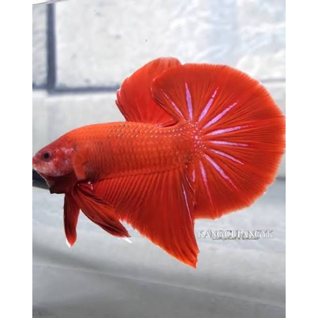 stiker cupang hmpk super red 1 pcs