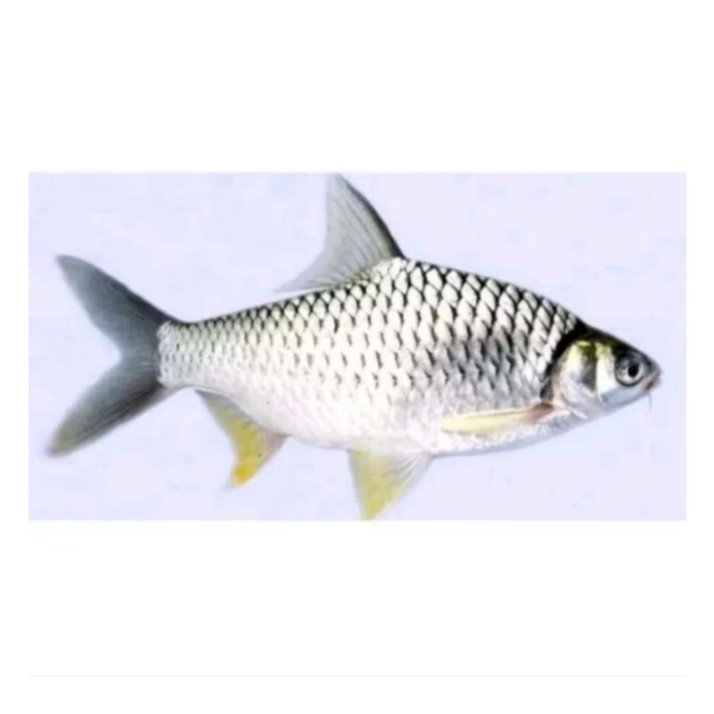 ikan hias aquscape/akuarium ikan wader isi 10ekor