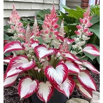 Kemasan Repack Biji Import Daun Hosta Blanco Rojo Isi 100 Butir  Unggul W166