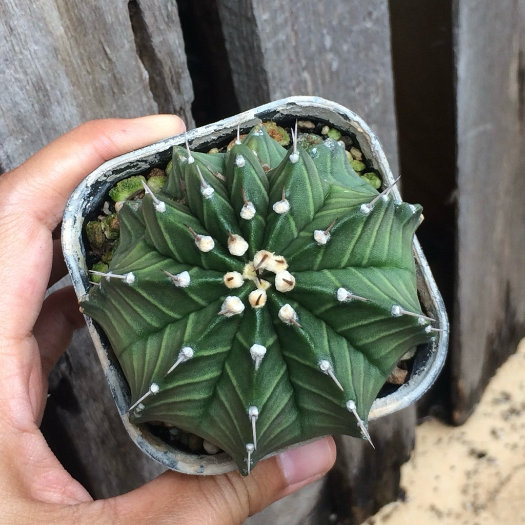Gymnocalycium Lb hybrid single spine jumbo kaktus gymno lb2178 hybrid lb 2178 tanaman hias hidup gur