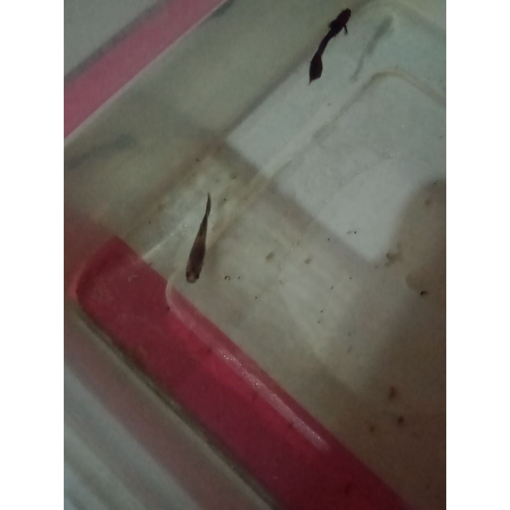 ikan hias guppy, anakan ikan guppy jenis full black hasil ternak
