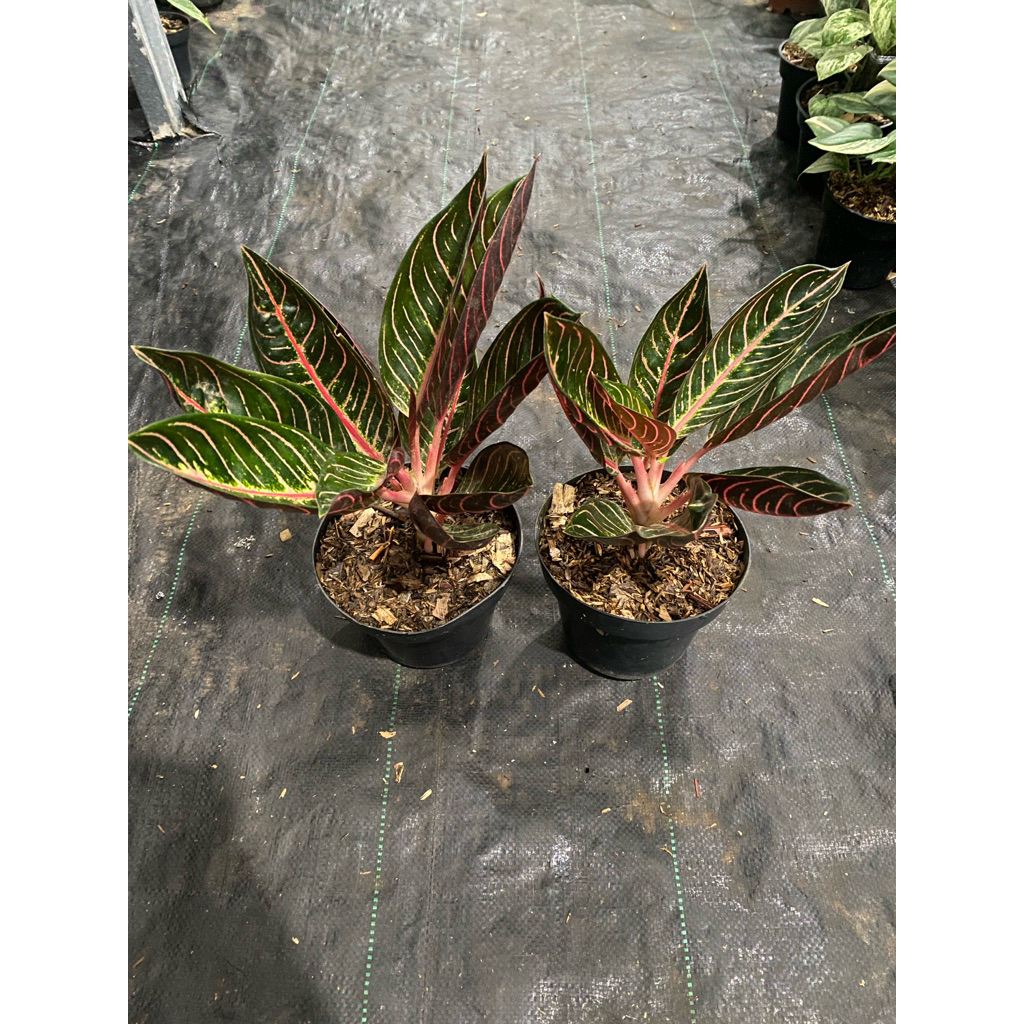 Tanaman Hias Aglaonema Pride Of sumatra