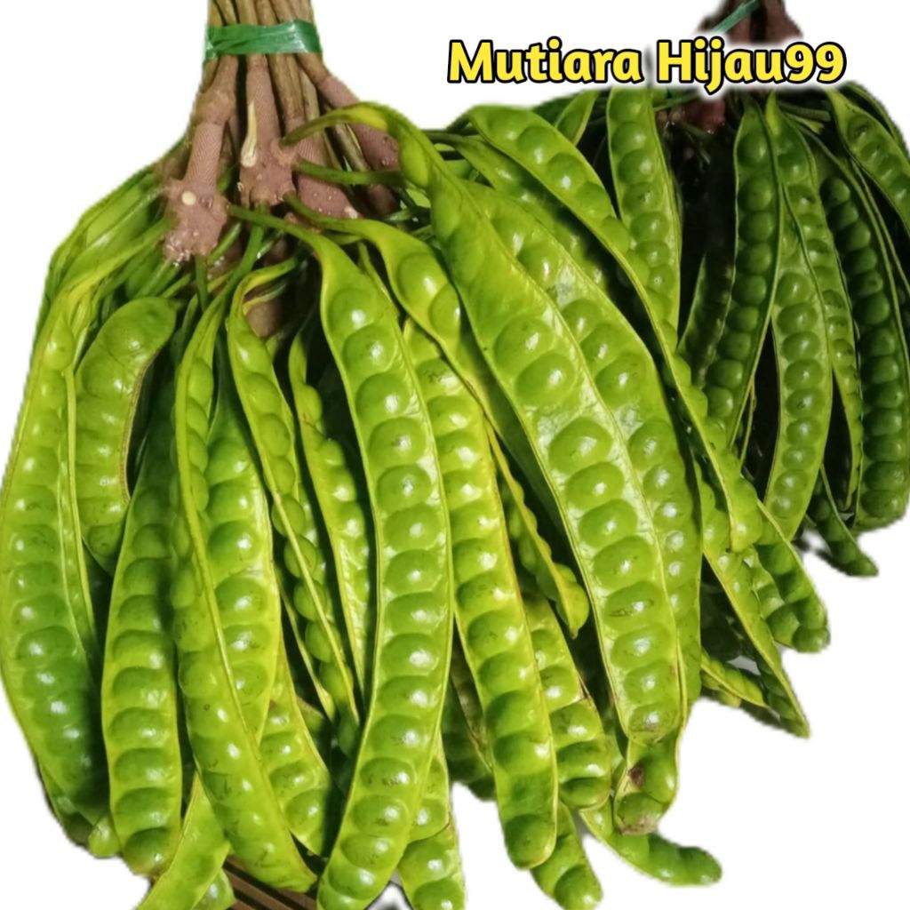 PETE TUA UKURAN STANDAR ISI 10 PAPAN/PETE SEGAR PILIHAN/PETE SUPER BERKUALITAS/PROMO PETE MURAH/PETA