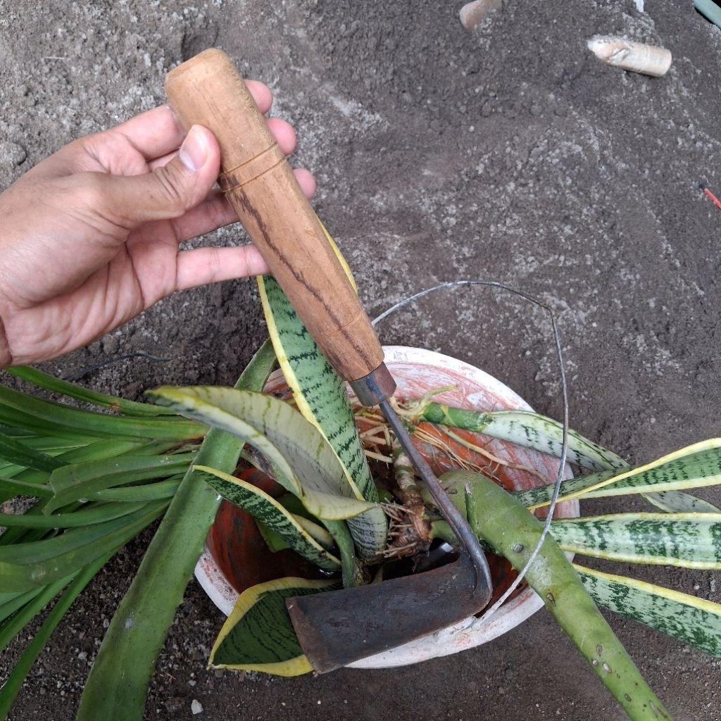 wangkil rumput serbaguna