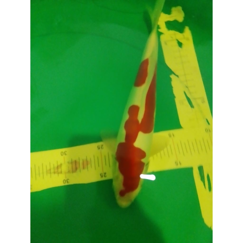 Ikan koi jenis Kohaku Doitsu 30cm pola Inazuma HQ