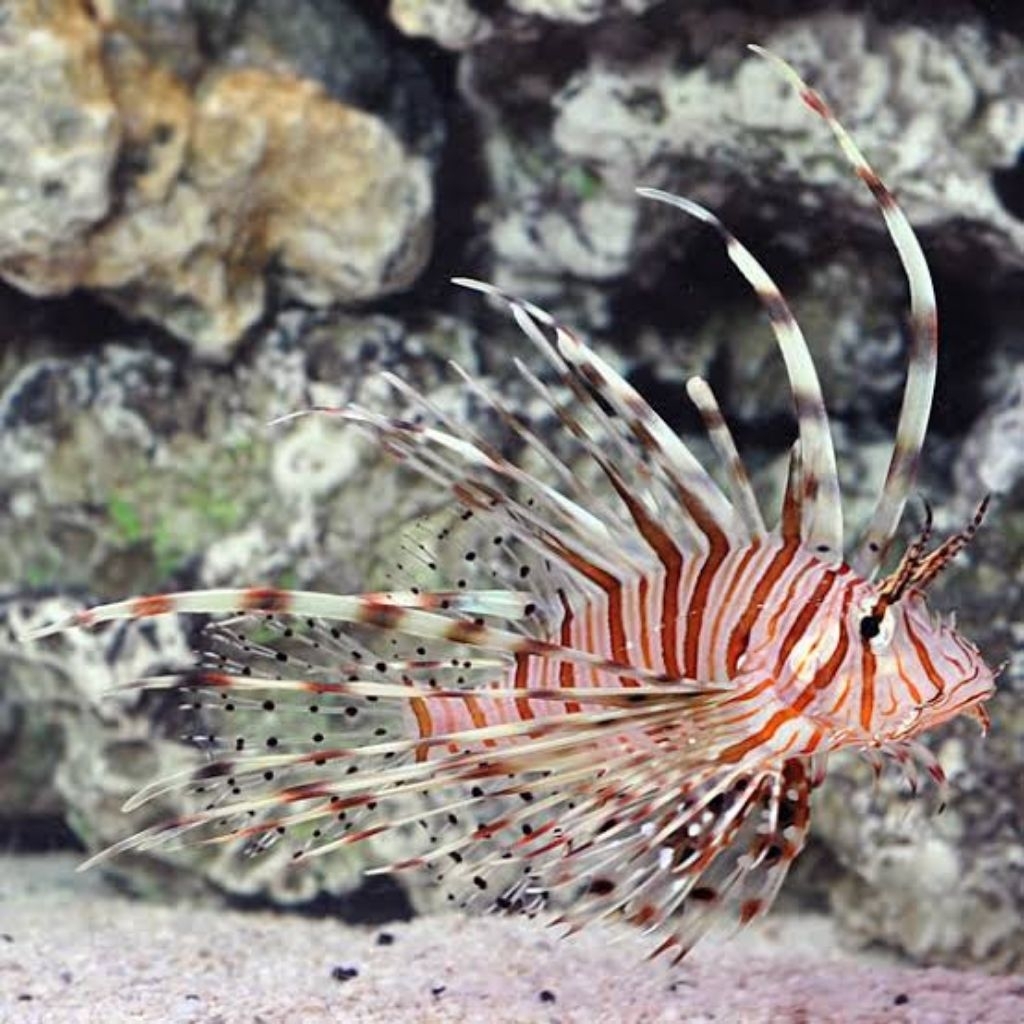 Ikan Hias Air Laut Miles Lionfish