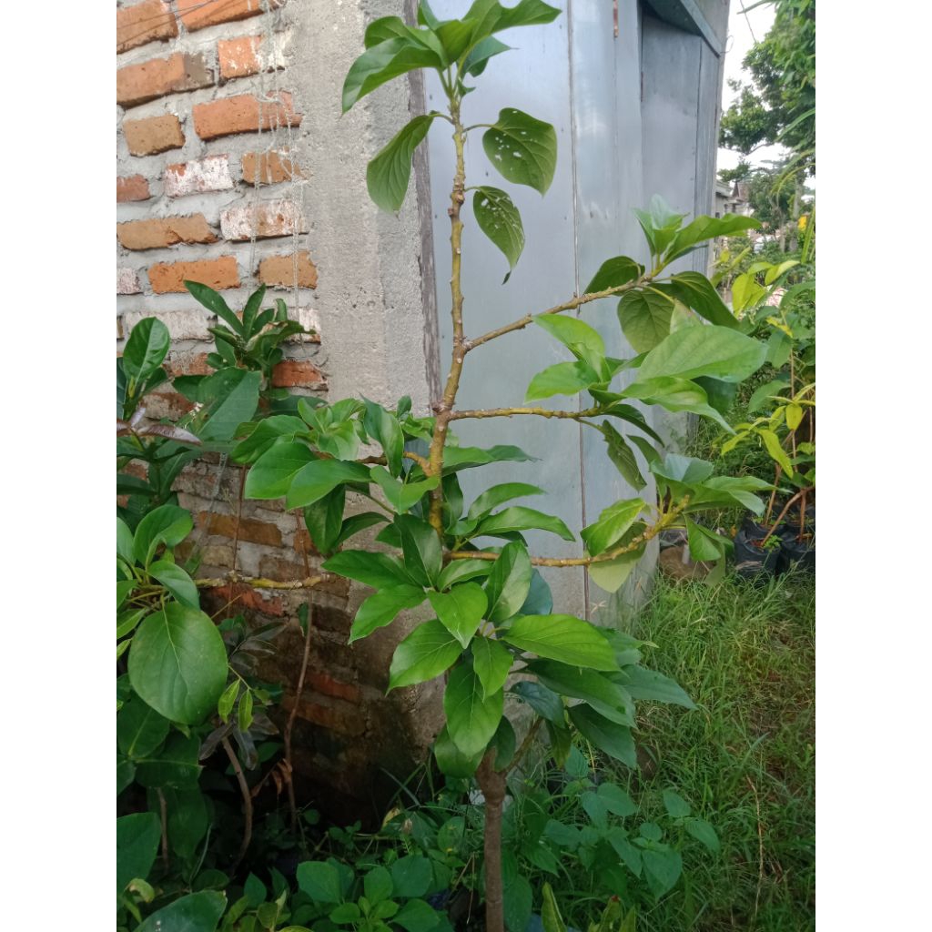 bibit alpukat kelud