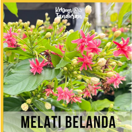 (KTM) Tanaman Hias Merambat Melati Belanda Thai Double Flower Tanaman Quisqualis Indica