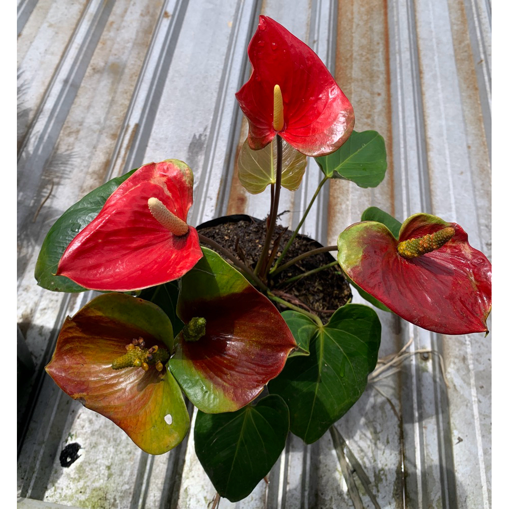 Anthurium presiden