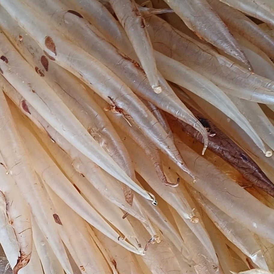 GELEMBUNG IKAN SIZE KECIL  / PERUT IKAN / FISH MAW MALONG