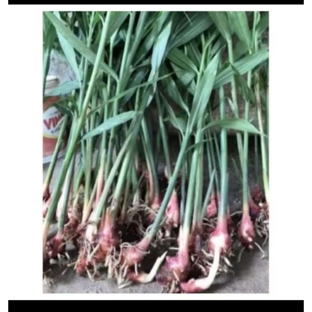 bibit tanaman jahe siap tanam berkualitas