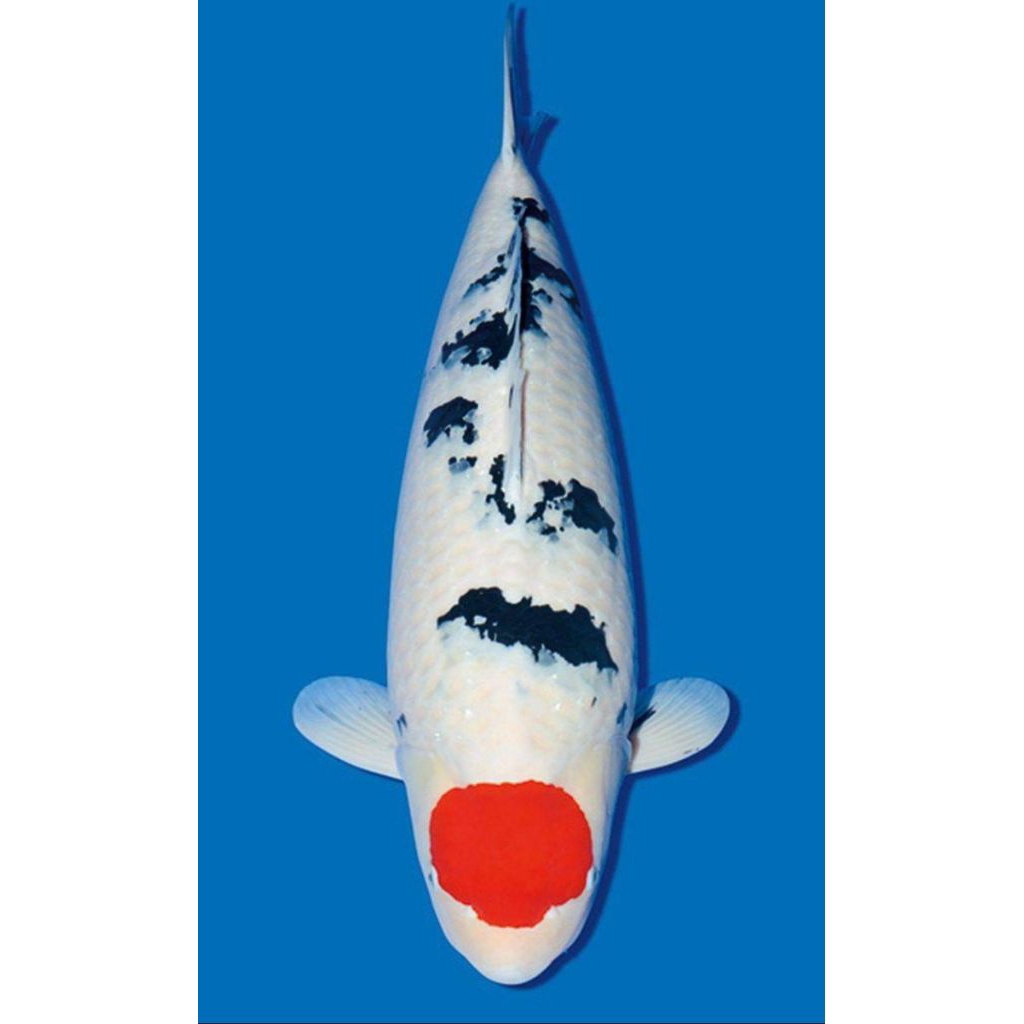 Koi import Jepang