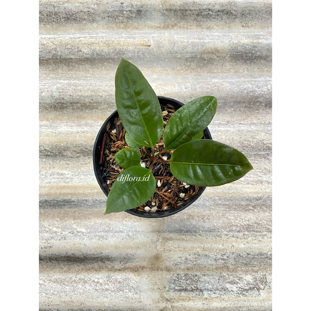 bibit tanaman hias anthurium superbum/anthurium superboom