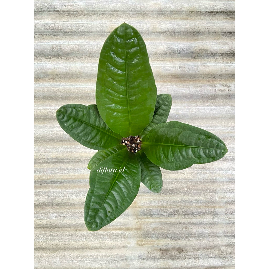 anthurium superbum klasik semi dewasa/antorium superbum/anthurium superboom/anthurium superbum klasi