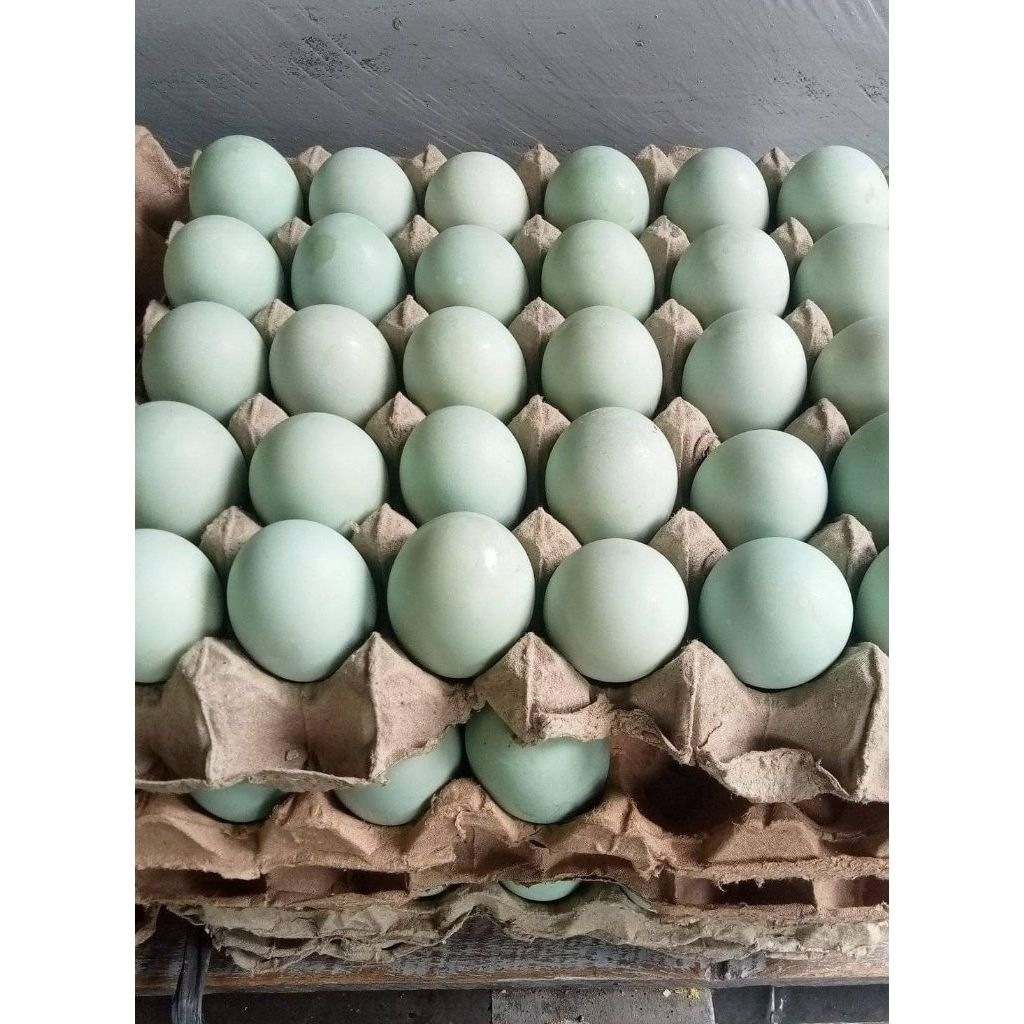 Telur Bebek Mentah Segar dengan Kuning Telur Omega Orange