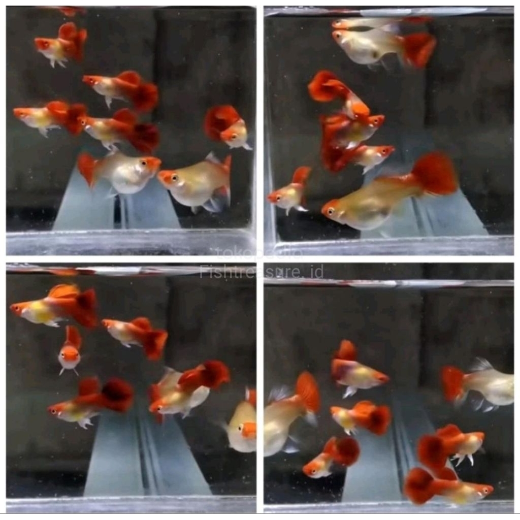 Ikan Guppy blonde koi, Ikan guppy red