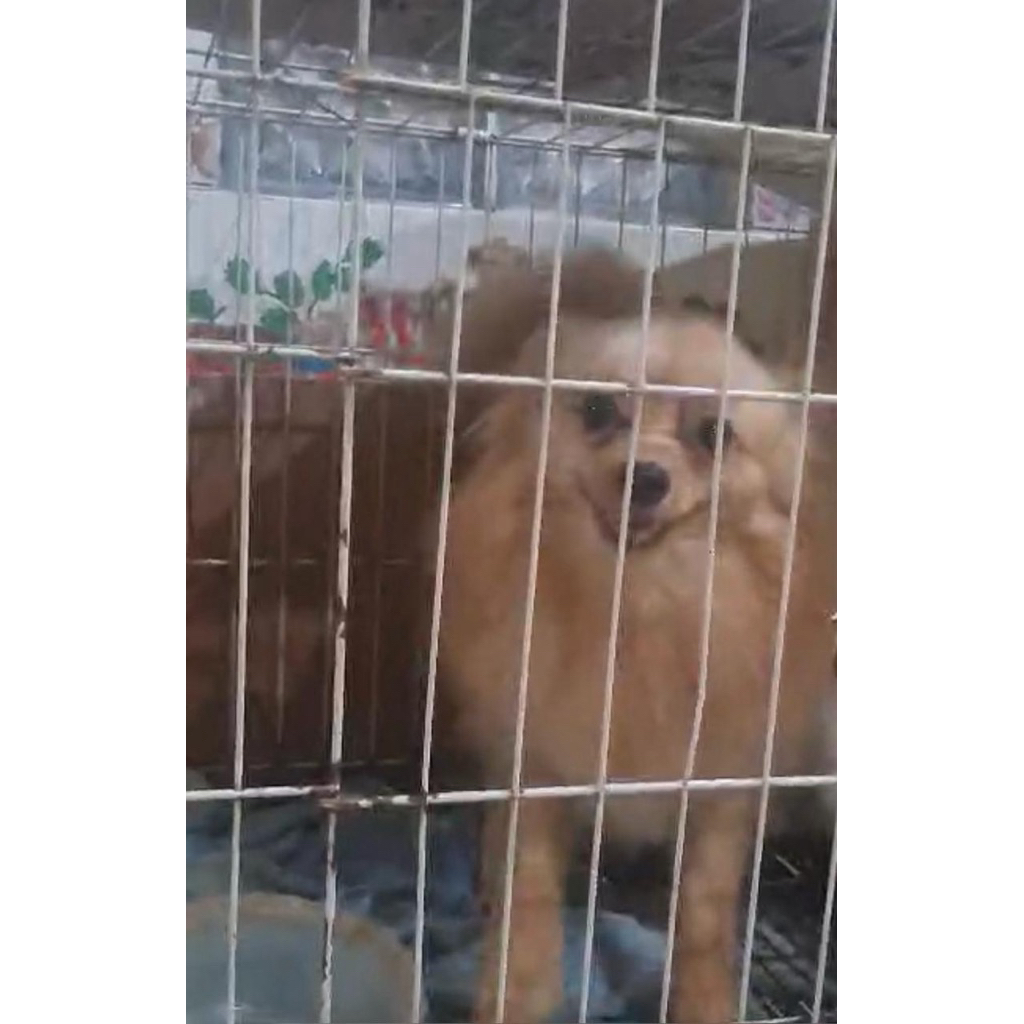 anjing pom 8bulan