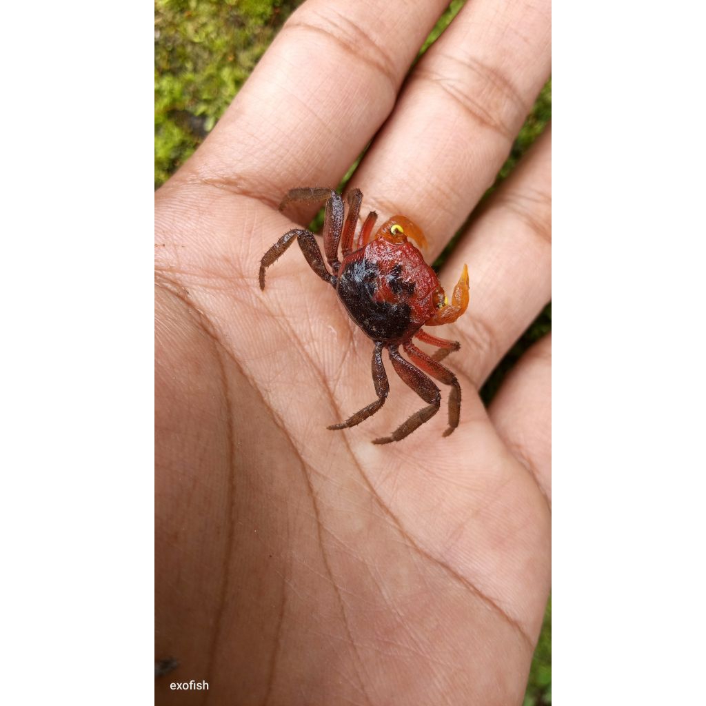 KEPITING. HIAS vampir crab