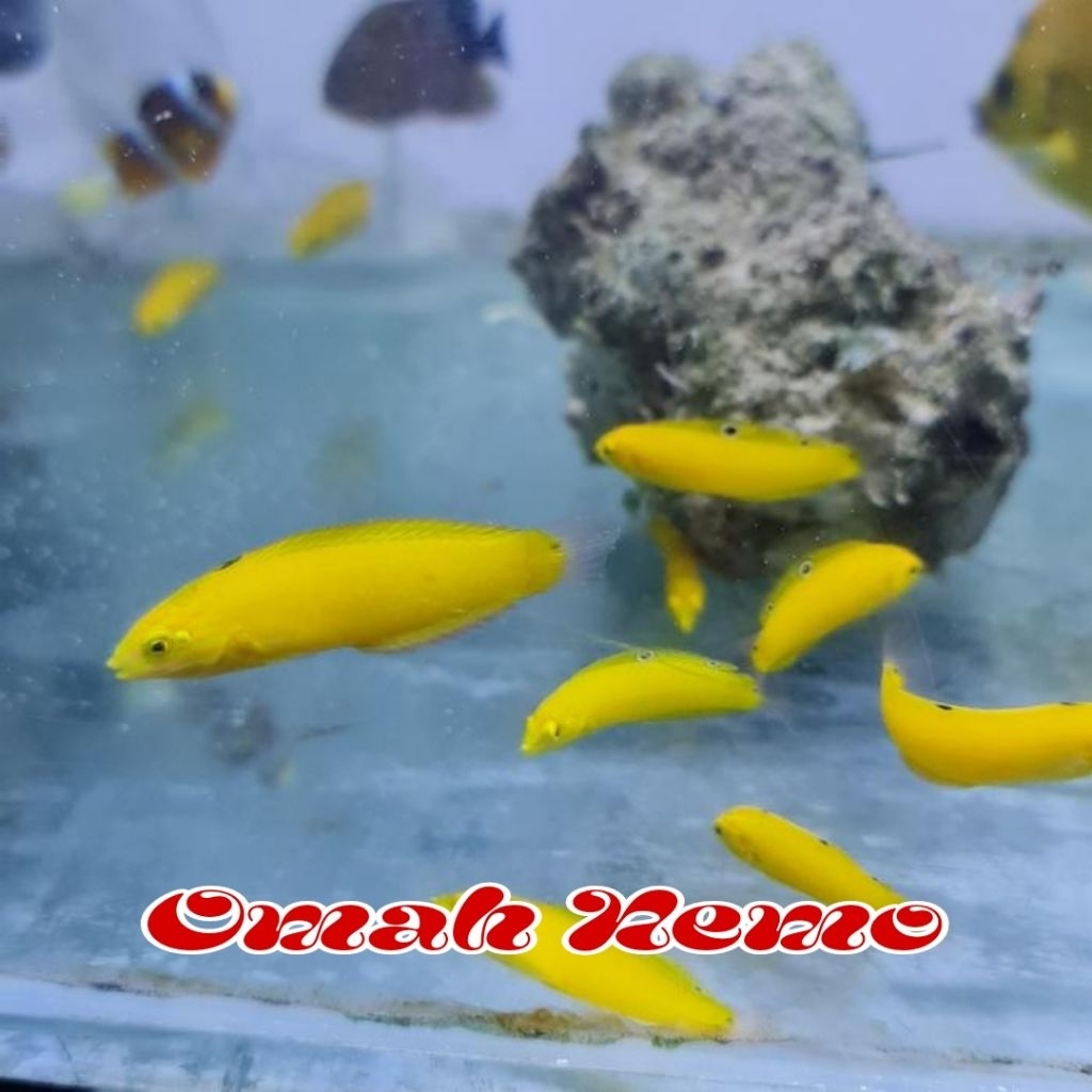 Ikan Hias Air Laut Jenis Keling Kuning