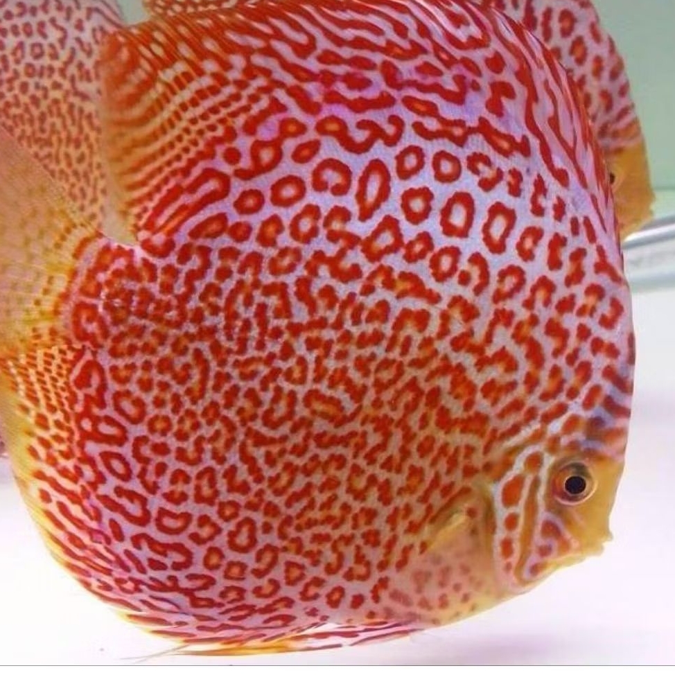 Discus Aquascape Leopard ring ikan hias aquascape