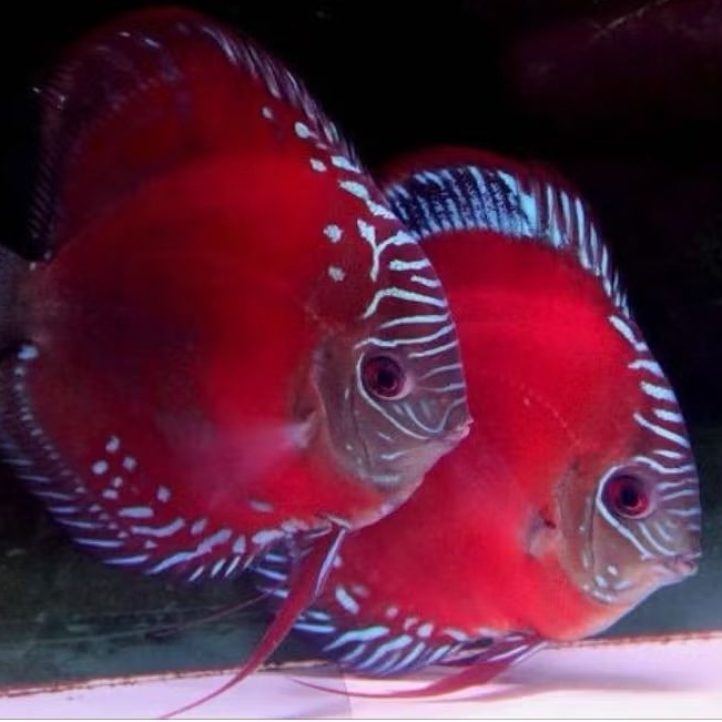 Discus Aquascape Alenquer ikan hias aquarium