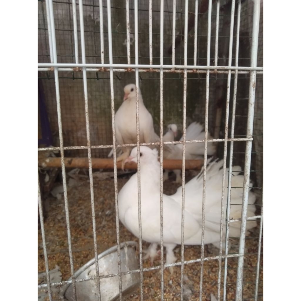 Merpati Kipas Putih remaja