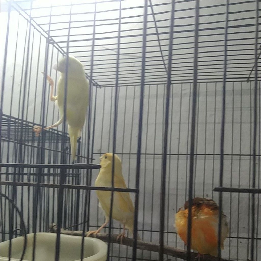 kenari riwikan jantan tulen