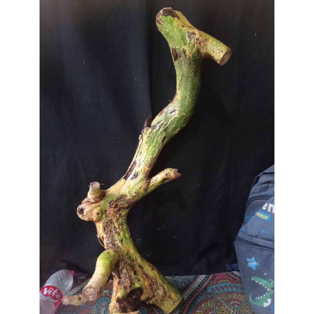 Bahan bonsai serut karakter istimewa besar