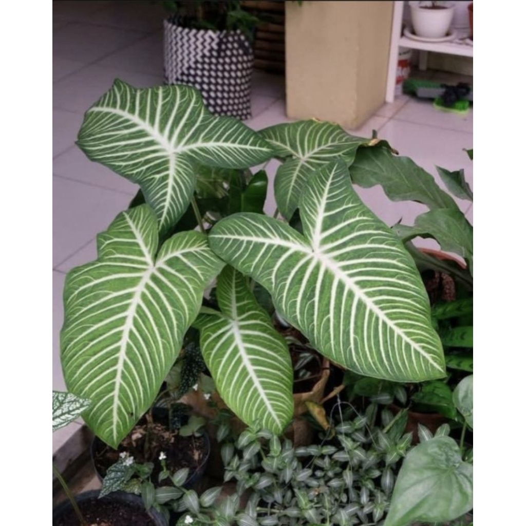 antasoma xanthosoma lindeni